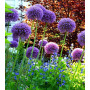 Allium Ambassador