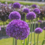 Allium Ambassador