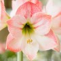 Amaryllis Apple Blossom
