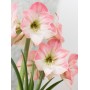 Amaryllis Apple Blossom