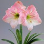 Amaryllis Apple Blossom