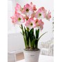 Amaryllis Apple Blossom