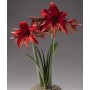 Amaryllis Bogota
