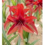 Amaryllis Bogota