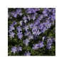 Anemone nemorosa Robinsoniana