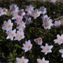 Anemone nemorosa Robinsoniana