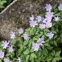 Anemone nemorosa Robinsoniana