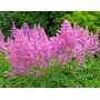 Astilba arendsii pink