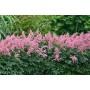 Astilba arendsii pink