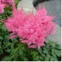 Astilba arendsii pink