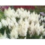 Astilba Arendsii White