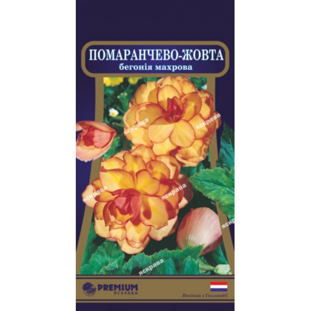 Бегония махровая Оранжево-жёлтая F1 10 семян в оболочке