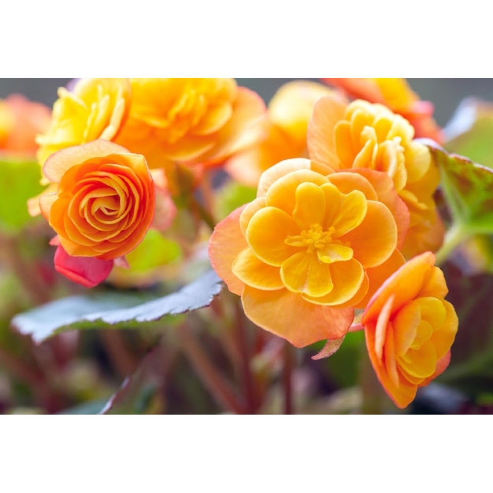 Бегония махровая Оранжево-жёлтая F1 10 семян в оболочке