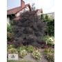 Sambucus nigra BLACK LACE Eva