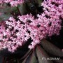 Sambucus nigra BLACK LACE Eva