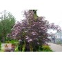 Sambucus nigra BLACK LACE Eva