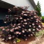 Sambucus nigra BLACK LACE Eva