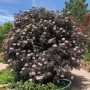 Sambucus nigra BLACK LACE Eva
