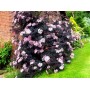 Sambucus nigra BLACK LACE Eva