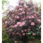 Sambucus nigra BLACK LACE Eva