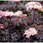 Sambucus nigra BLACK LACE Eva