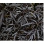 Sambucus nigra BLACK LACE Eva