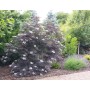 Sambucus nigra BLACK LACE Eva