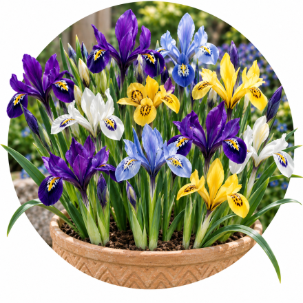 Iris reticulata