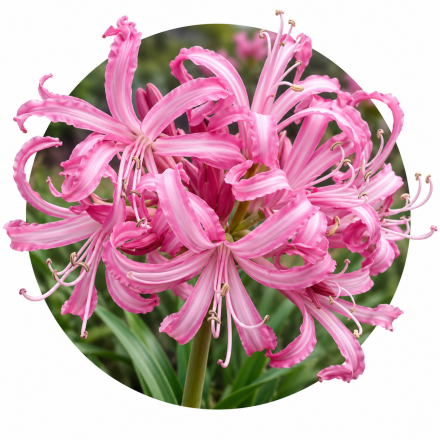 Nerine