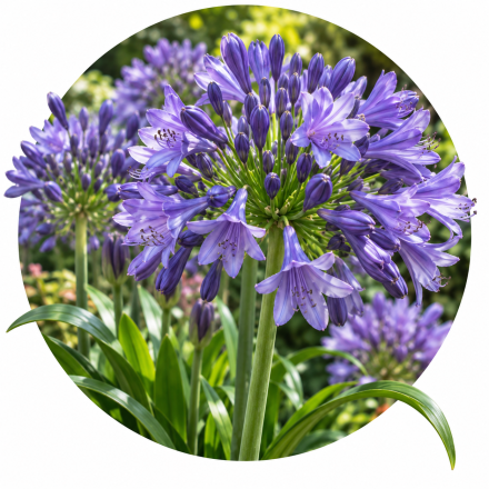 Agapanthus