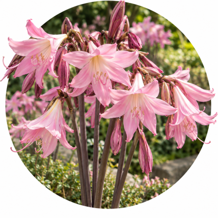 Amaryllis Belladonna