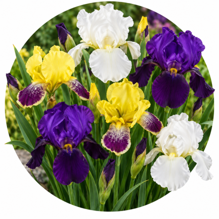 Iris Germanica 