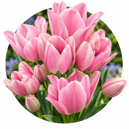 Lalele multiflora (cu multe flori pe o creanga)
