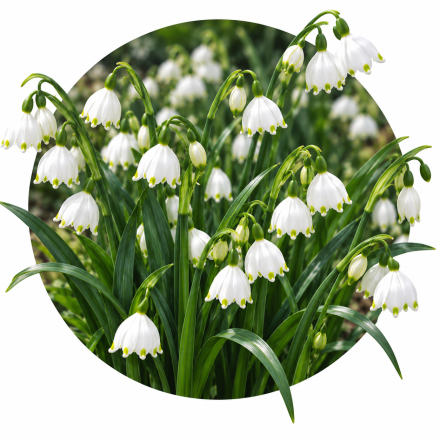 Leucojum