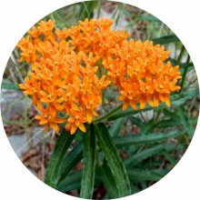 Asclepias tuberosa