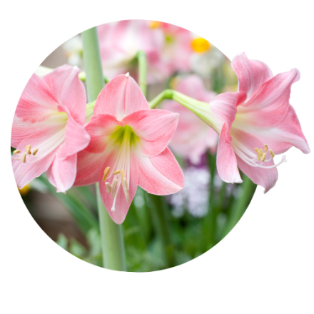 Amaryllis Belladonna