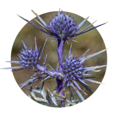 Eryngium
