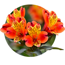 Alstroemeria