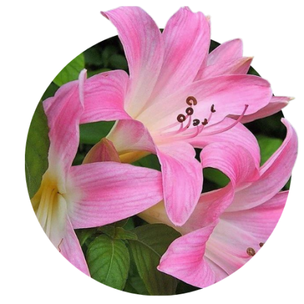 Amarcrinum