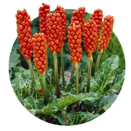 Arum