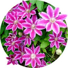 Clematis