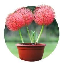 Scadoxus