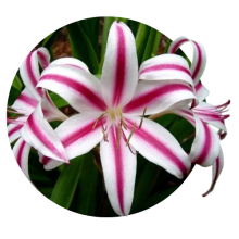 Crinum