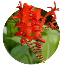 Crocosmia 
