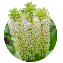 Eucomis