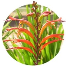 Crinul Cobra Chasamanthe