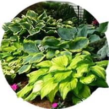 Hosta