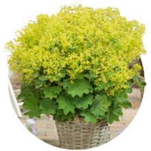 Alchemilla