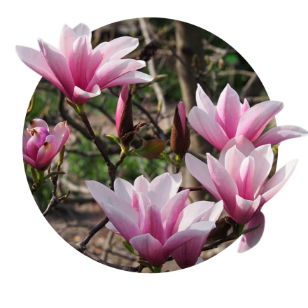 Magnolia