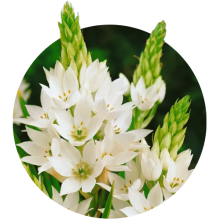 Ornithogalum